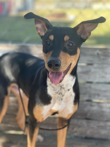JIGGY, a dog for adoption from City of Tulsa Animal Welfare