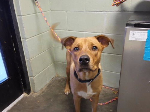 FROSTY FRIEND, a dog for adoption from City of Tulsa Animal Welfare