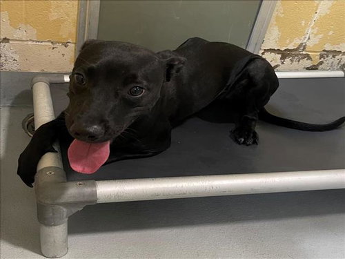 BACON, a dog for adoption from City of Tulsa Animal Welfare