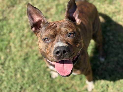 RAJA, a dog for adoption from City of Tulsa Animal Welfare