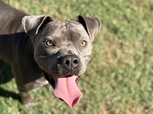 MOJO, a dog for adoption from City of Tulsa Animal Welfare