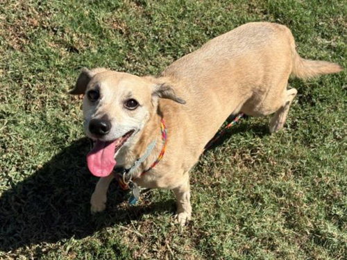 LILLIAH, a dog for adoption from City of Tulsa Animal Welfare