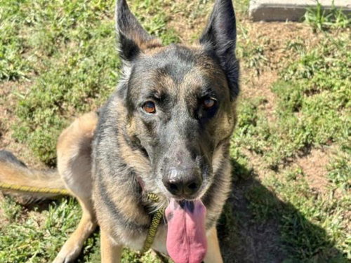 MERCEDES, a dog for adoption from City of Tulsa Animal Welfare