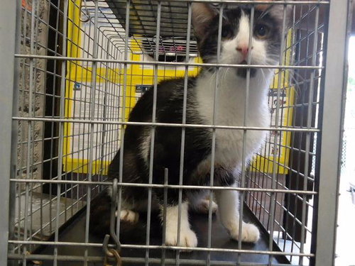 SLINKY DOG, a cat for adoption from City of Tulsa Animal Welfare