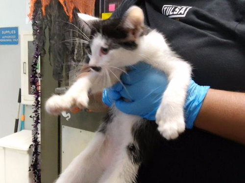 BONNIE, a cat for adoption from City of Tulsa Animal Welfare