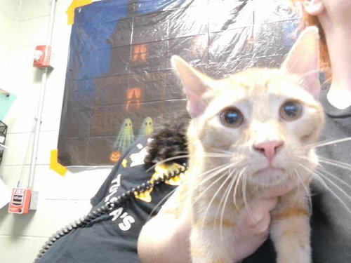 BUZZ, a cat for adoption from City of Tulsa Animal Welfare