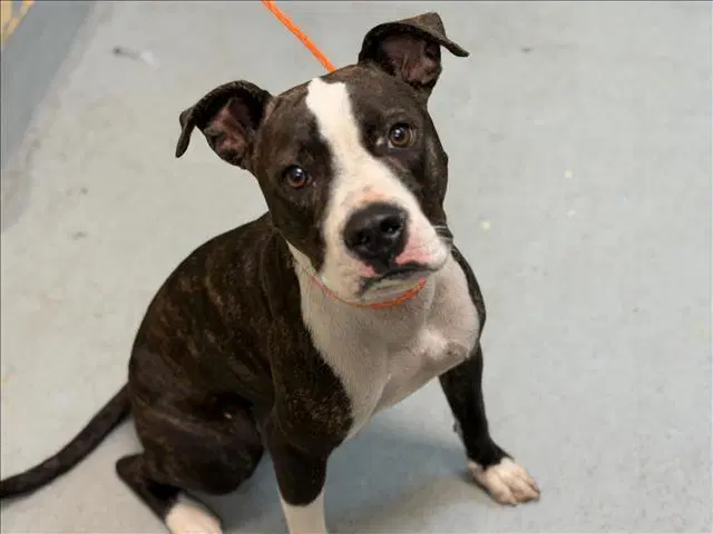 Pike - Pit Bull Terrier