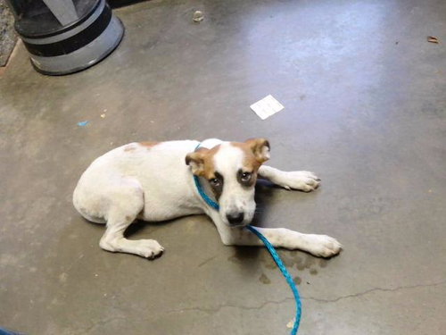 SHEP, a dog for adoption from City of Tulsa Animal Welfare