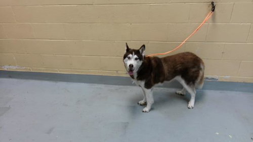 MEEKAH, a dog for adoption from City of Tulsa Animal Welfare