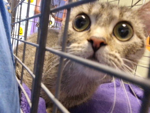 KACIE, a cat for adoption from City of Tulsa Animal Welfare