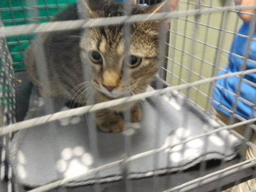 EXPRESSO, a cat for adoption from City of Tulsa Animal Welfare