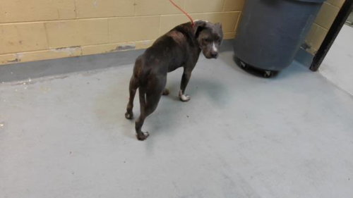 RALPH, a dog for adoption from City of Tulsa Animal Welfare