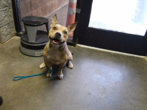 DORI, a dog for adoption from City of Tulsa Animal Welfare