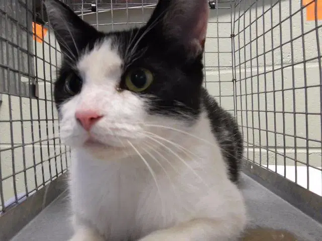 Marble Slab - Domestic Short Hair