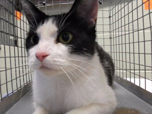 MARBLE SLAB, a cat for adoption from City of Tulsa Animal Welfare