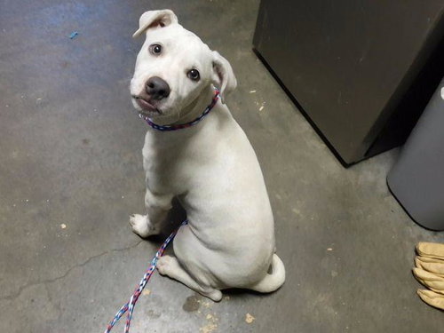 CHEESE, a dog for adoption from City of Tulsa Animal Welfare