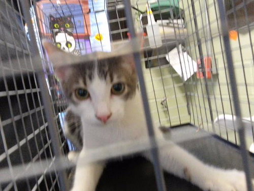 BRADY, a cat for adoption from City of Tulsa Animal Welfare