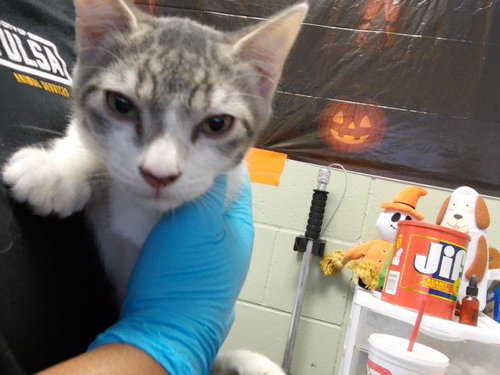 BRAD, a cat for adoption from City of Tulsa Animal Welfare