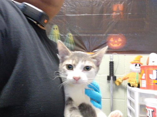 BRANDY, a cat for adoption from City of Tulsa Animal Welfare