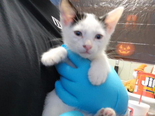 CODY, a cat for adoption from City of Tulsa Animal Welfare