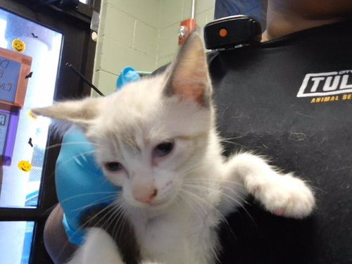 COLLEEN, a cat for adoption from City of Tulsa Animal Welfare