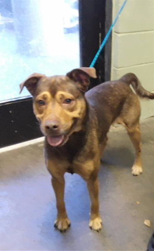 BOONE, a dog for adoption from City of Tulsa Animal Welfare