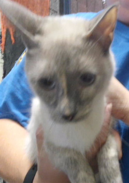 JELLY BEAN, a cat for adoption from City of Tulsa Animal Welfare
