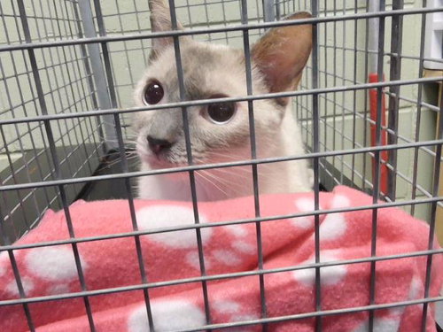 RIVER, a cat for adoption from City of Tulsa Animal Welfare
