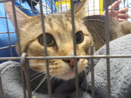 WILLARD, a cat for adoption from City of Tulsa Animal Welfare