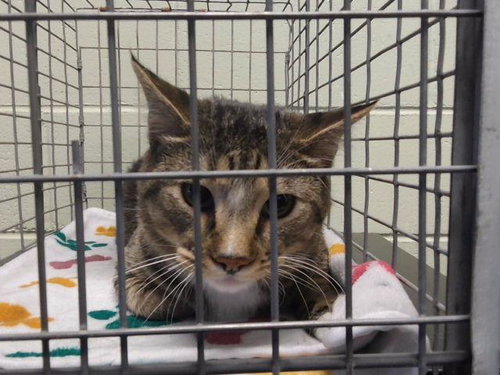 OZZY, a cat for adoption from City of Tulsa Animal Welfare