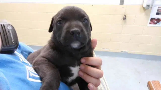 Black - Labrador Retriever