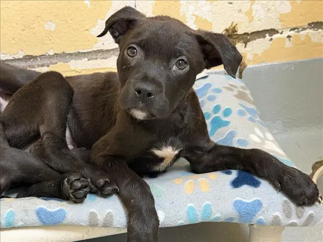 Black - Labrador Retriever