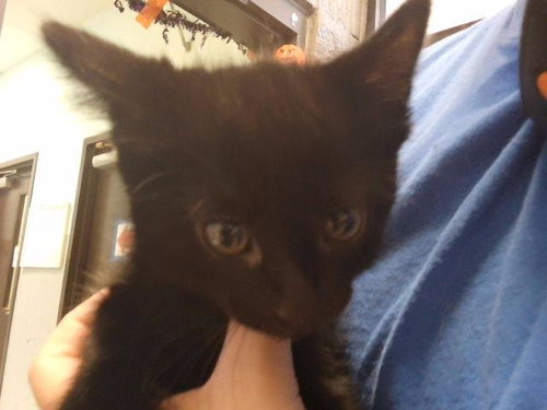 MIKE WAZOWSKI, a cat for adoption from City of Tulsa Animal Welfare