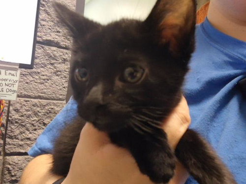 JAMES P. SULLIVAN, a cat for adoption from City of Tulsa Animal Welfare