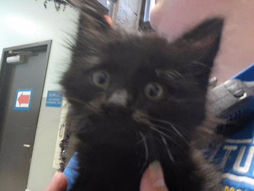 RANDALL BOGGS, a cat for adoption from City of Tulsa Animal Welfare