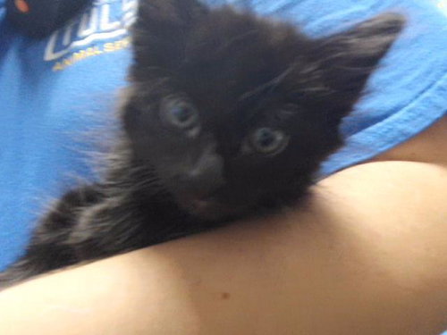 BOO, a cat for adoption from City of Tulsa Animal Welfare