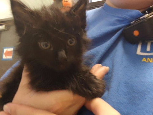WATERNOOSE, a cat for adoption from City of Tulsa Animal Welfare