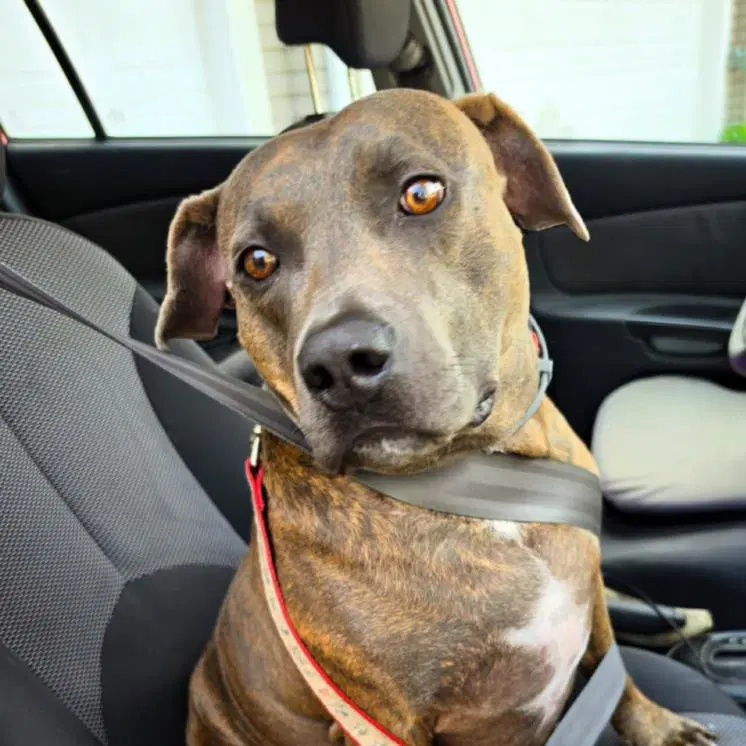 Sid - Pit Bull Terrier