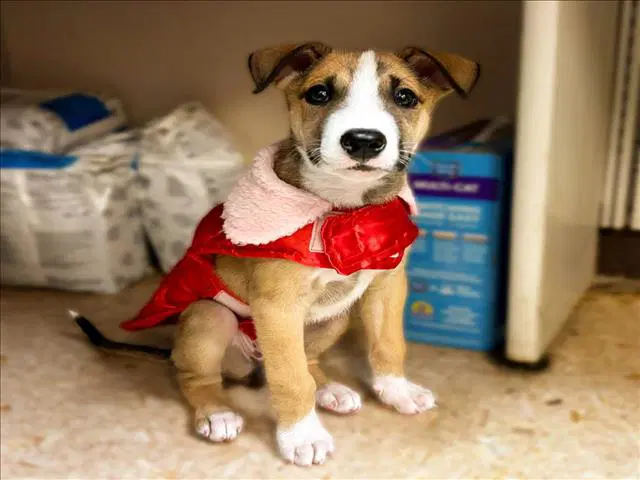 Giraffe - Pit Bull Terrier