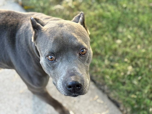 CHIEF, a dog for adoption from City of Tulsa Animal Welfare