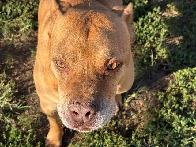 Roo - Pit Bull Terrier