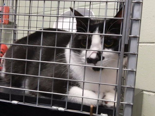 MOON PIE, a cat for adoption from City of Tulsa Animal Welfare