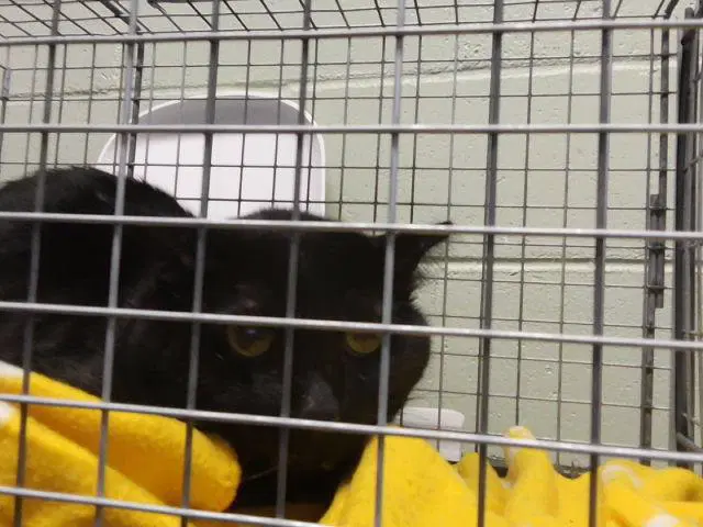 Ragnar Aka Guts - Domestic Short Hair