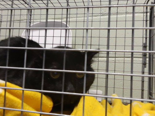 RAGNAR AKA GUTS, a cat for adoption from City of Tulsa Animal Welfare