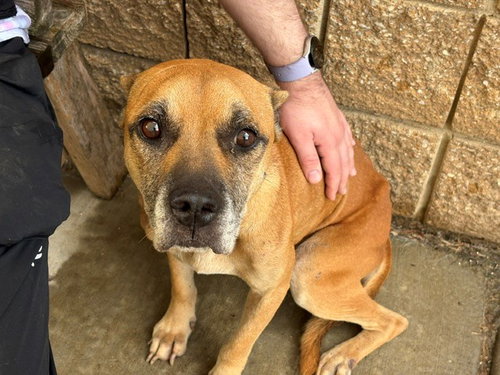 SHUGGA, a dog for adoption from City of Tulsa Animal Welfare