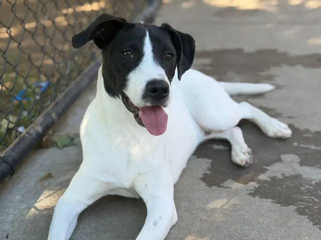 Scooby - Rat Terrier