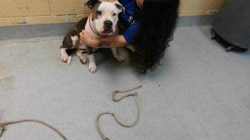 BIBI, a dog for adoption from City of Tulsa Animal Welfare