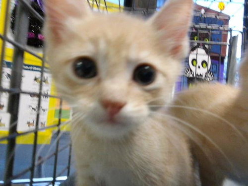 GRETTA, a cat for adoption from City of Tulsa Animal Welfare