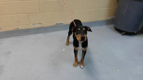 DIGLETT, a dog for adoption from City of Tulsa Animal Welfare