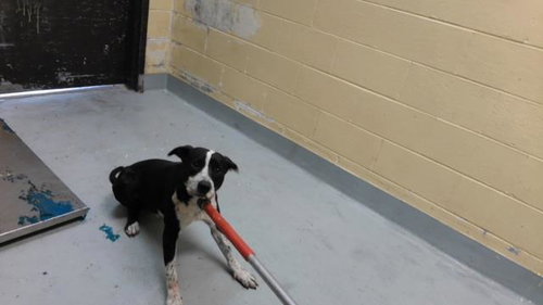 MYERS, a dog for adoption from City of Tulsa Animal Welfare